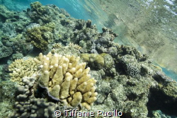 After my second dive of the day, I snorkeled around the r... by Tiffanie Pucillo 